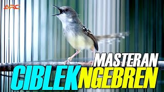 MASTERAN CIBLEK GACOR NEMBAK SUPER MEWAH