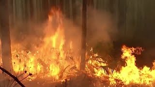 Celebrity How do you protect your home from a wildfire? Here’s advice from the Florida Forest Service Wealth