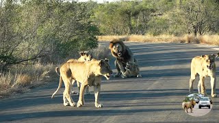 Lion Pride With Cubs Blocking The Road - What To Do Next?