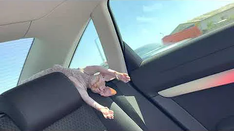 Video 1474681: amazing sphynx cat, lazy sphynx, hairless cat, cat sleeping