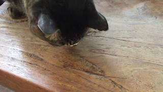 肉まんを食べる猫 その2 171226