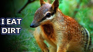 Numbat facts: also known as banded anteaters | Animal Fact Files