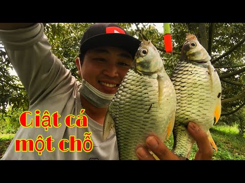 Câu Cá Mè Vinh - Câu cá mè vinh - ngồi một chỗ giật cá liên tục || Fishing - Miền Tây