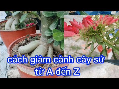 Video Cách giâm cành cây sứ từ A - Z và trả lời bình luận... - youtube