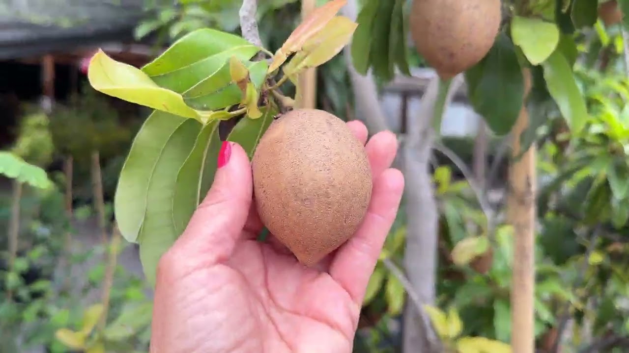 果樹 utabe.f 6-6-26 VISITING EKT NURSERY IN LAKEWOOD CA FOR BLACK SABOTE