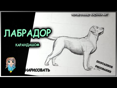 Как нарисовать собаку породы ЛАБРАДОР-РЕТРИВЕР карандашом поэтапно. Макстер-класс.