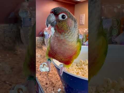 Cute Conure parrot devours popcorn and gets it all over himself like a kid eating birthday cake 😆