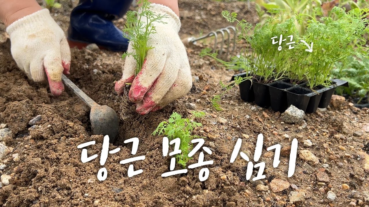 나도 당근라페 먹을 수 있겠지?｜설레는 가을 당근 심기