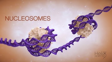 From Cell to DNA - The Basic Concepts of Genetics Visualized