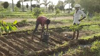 Organic Vegetable Farming | Dhyanam