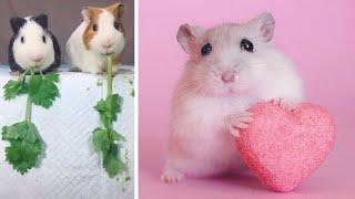 Chuột hamster  ngộ nghĩnh, ham ăn và đáng yêu 2020 P4 l funny, greedy and lovely hamster 2020 P4