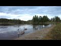 Озеро Губище 2021.09.15  Даугавпилс, Латвия