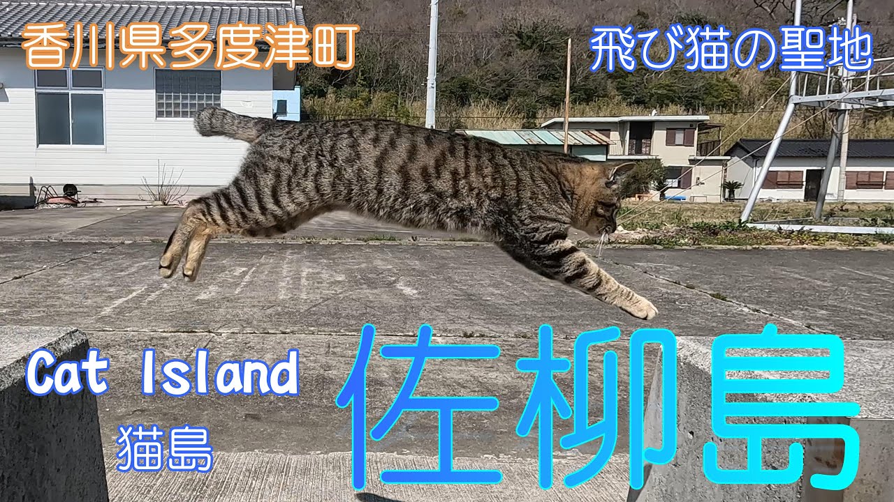 【香川県多度津町】佐柳島で猫たちに癒されました【猫島】