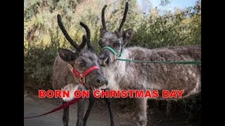 LAGU ROHANI NATAL BORN ON CHRISTMAS DAY