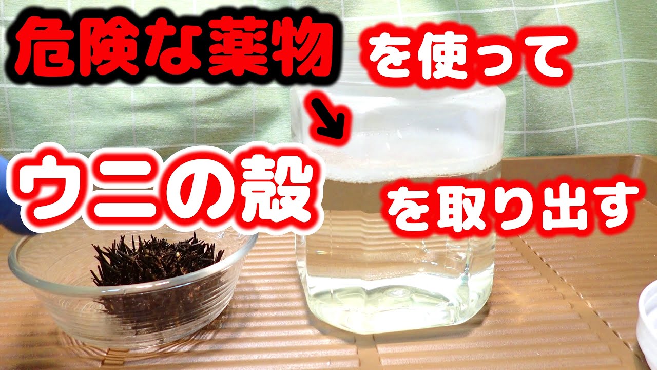 衝撃の結末！ 【夏休みの自由研究】活きウニから 骨格標本を取り出す