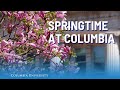 Spring in Bloom on Columbia University’s Campus