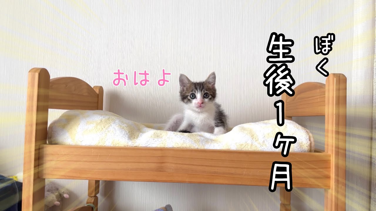 A woman living alone and her first morning routine with a kitten