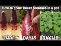 마트 고구마로 고구마모종 얻는 방법!ㅣHow to grow sweet potatoes in a pot