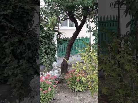 Когда выпустили калину