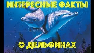 Интересные факты о дельфинах Интересные факты о дельфинах
