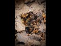 Termite Infestation | Professional Termite Treatment | Pest Secure Sydney