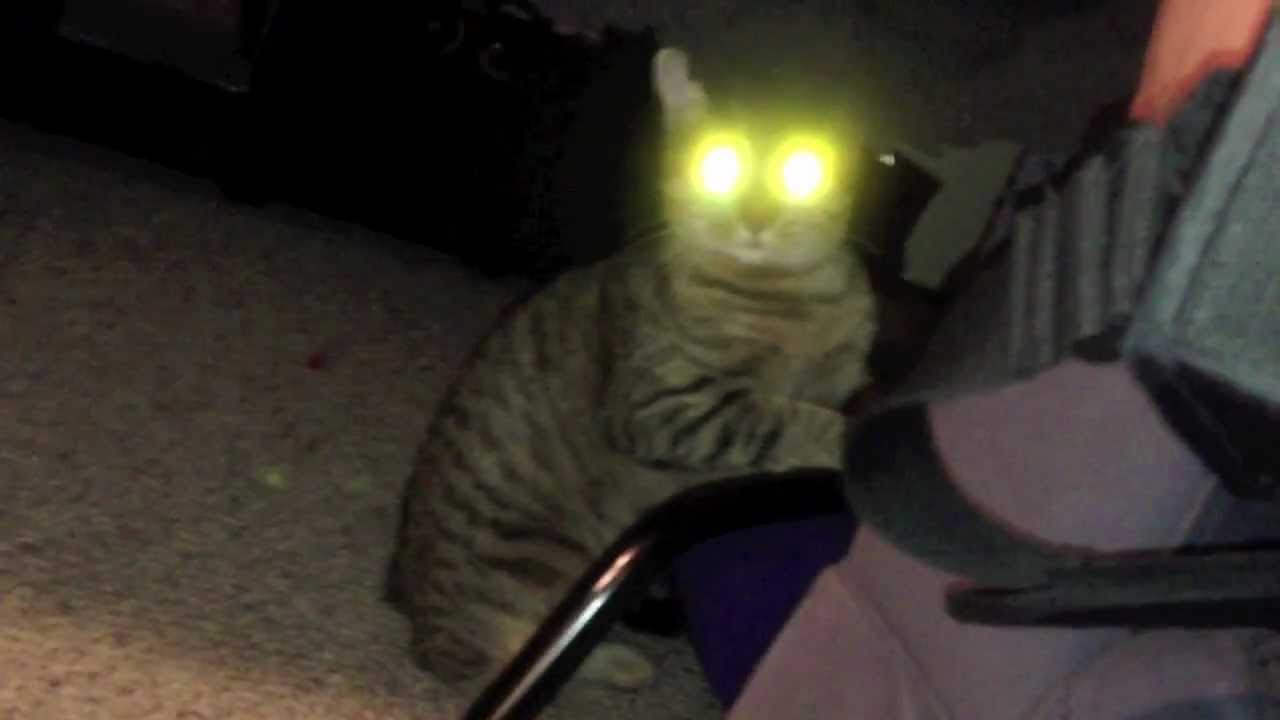 Cat with Creepy Glowing Eyes - YouTube