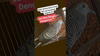 PERKUTUT LOKAL SUARA TERPANJANG DI DUNIA
