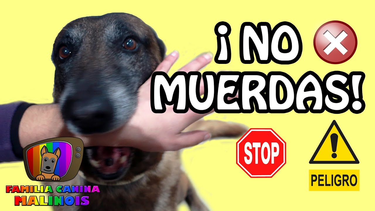 6 TRUCOS para ADIESTRAR a tu perro a NO MORDER | Adiestramiento para Perros  - YouTube