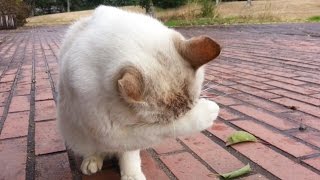 【野良猫】風強い！寒い日の公園、猫ちゃん達集まってくれました。