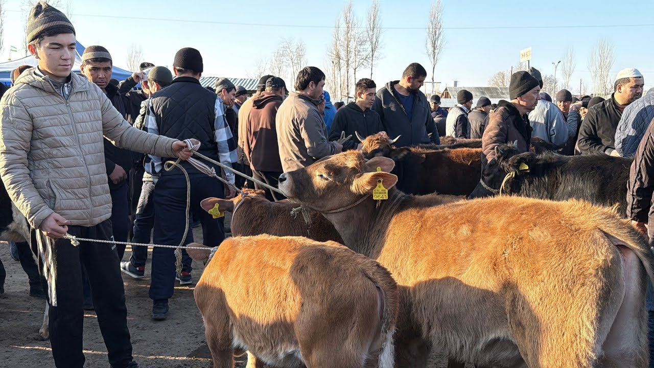 Tergachi mol bozoridan sigirlar va gunajinlar narhlari bilan tanishing 20.02.2026yil