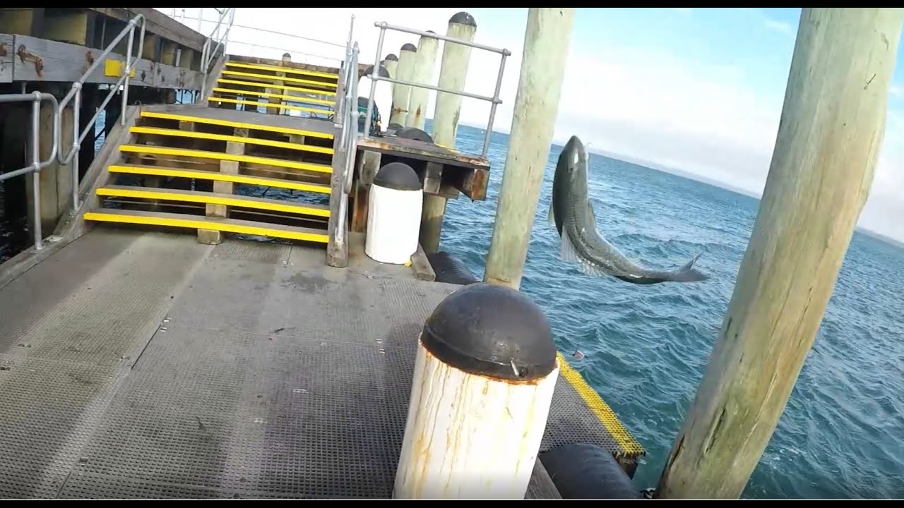 FISHING SPOT VICTORIA, COWES JETTY,HUGE SALMON YouTube