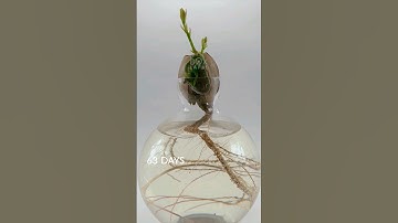 Acorn to oak tree in 196 days #timelapse