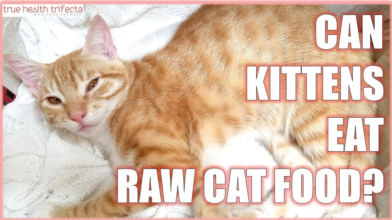Can KITTENS eat Raw Cat Food? Cat Lady Fitness YouTube