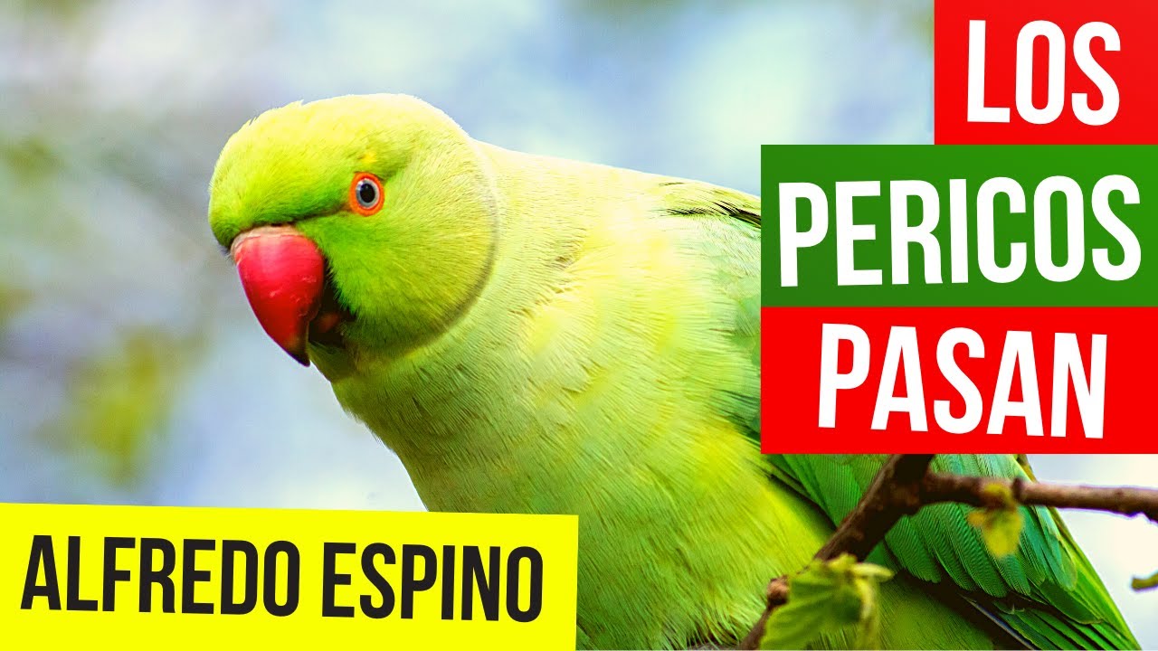 ⁣LOS PERICOS PASAN ALFREDO ESPINO 🦜⛅ | Jícaras Tristes Pájaros de Leyenda 🌳 | Alfredo Espino Poemas