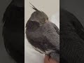 My Love 😍 #foryou #birds #cockatiel #parrot #love #cute