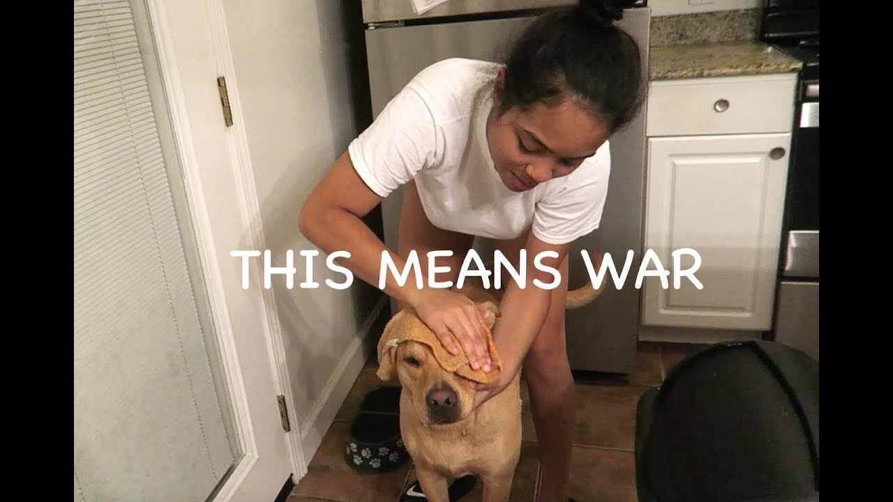 DOG VS HUMAN PRANK WAR YouTube