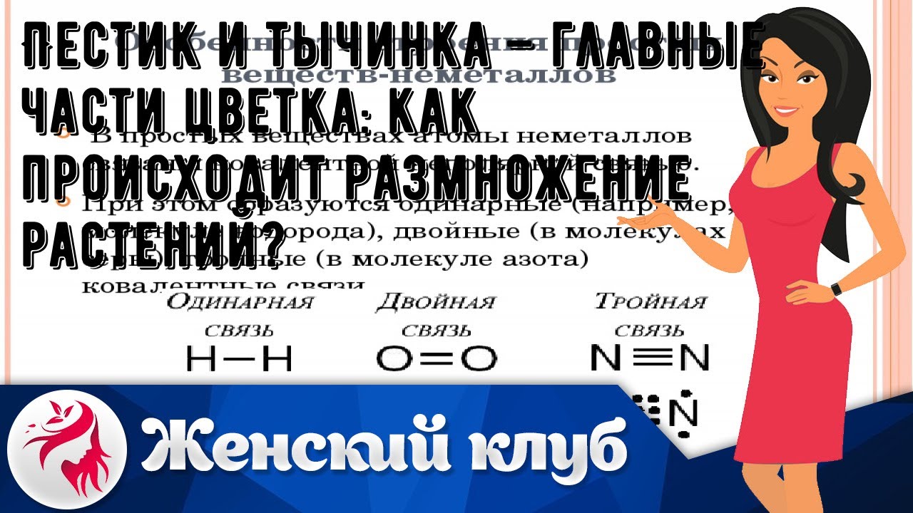 Пестик и тычинка – главные части цветка: как происходит размножение ...
