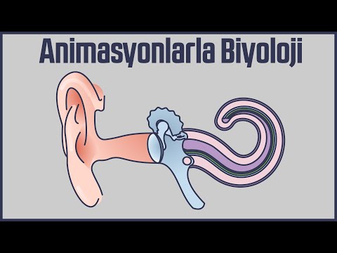 Animasyonlarla Biyoloji : Kulak ve Tüm Yapısı