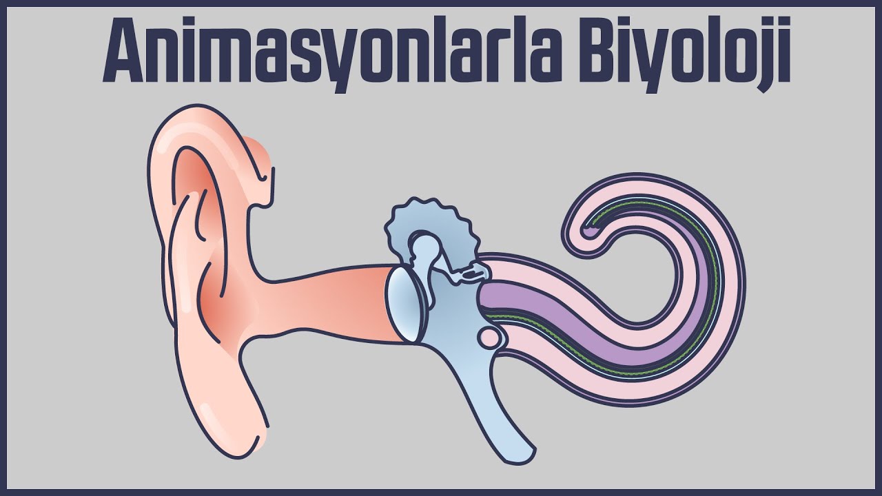 Animasyonlarla Biyoloji : Kulak ve Tüm Yapısı