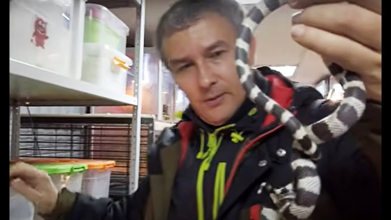 Зоогуманизм. Убьем, чтобы спасти. Куда исчезают животные с таможни ...