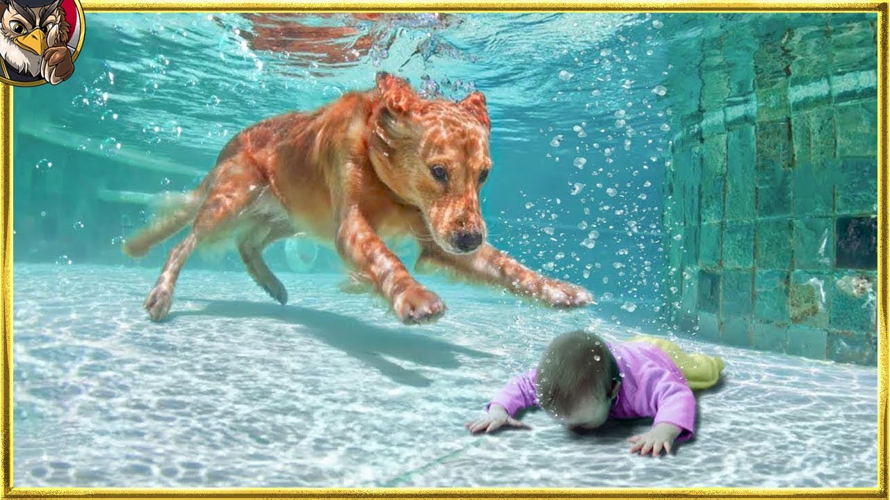 人の命を救った野生動物20