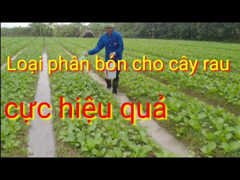 Video: Bảo vệ Thực vật Cải xanh - Học Cách Bảo vệ Cây Cải xanh Trong Vườn