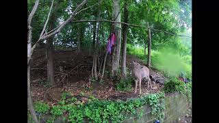 Deer & A Thunder Storm