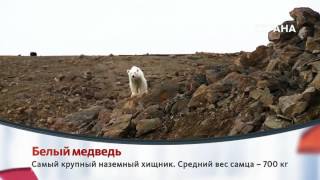 Спецпроект - Арктический мир
