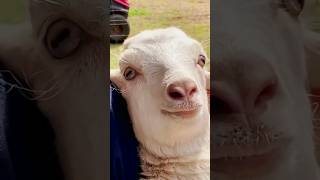 Suara Binatang | Suara domba | belajar mengenal hewan ternak | #animals #domba#goat #animalsounds