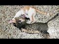 CAT AND KITTENS FUNNY MOMENT 😹😹😹