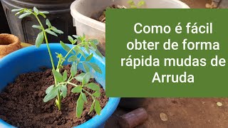 Como plantar  Arruda