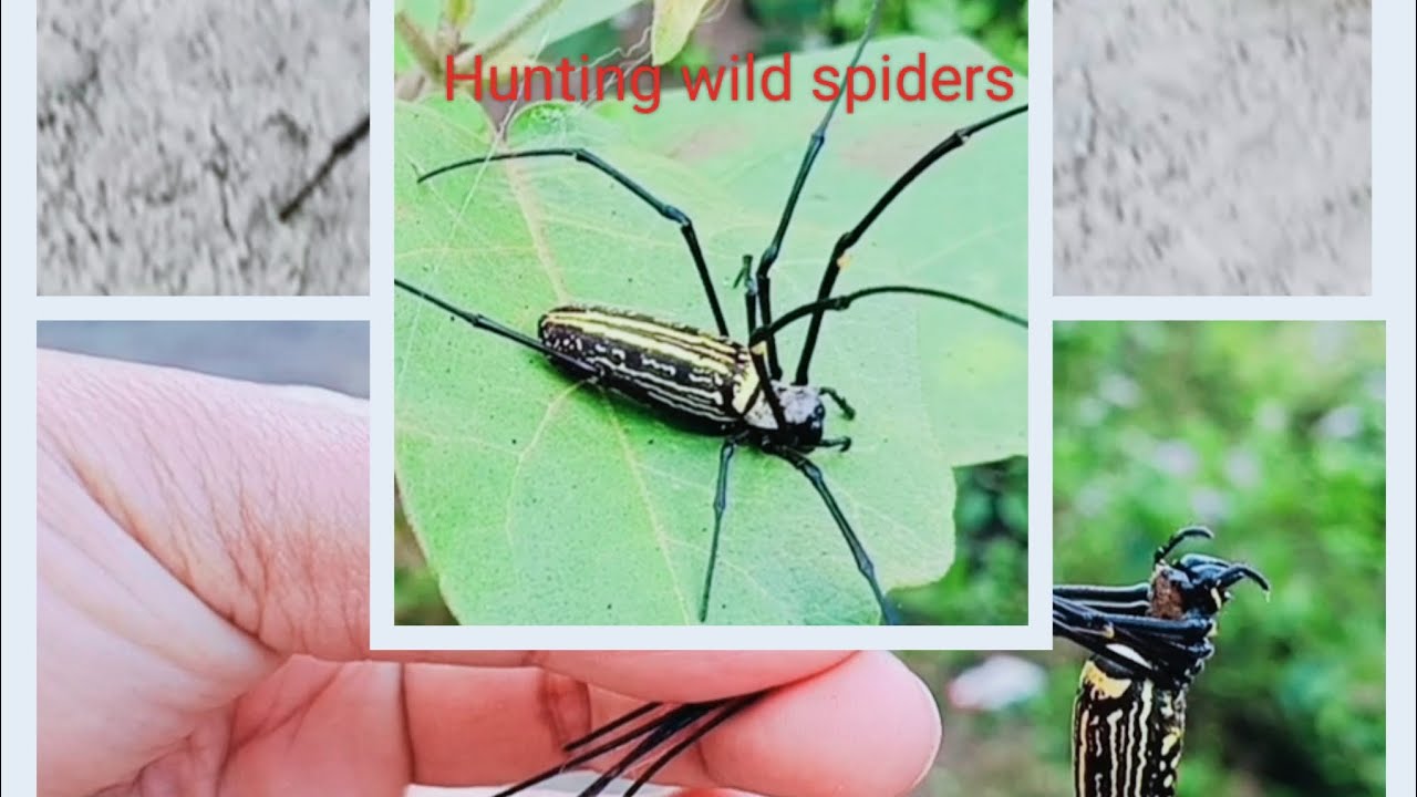 Hunting wild spiders in the jungle. - YouTube