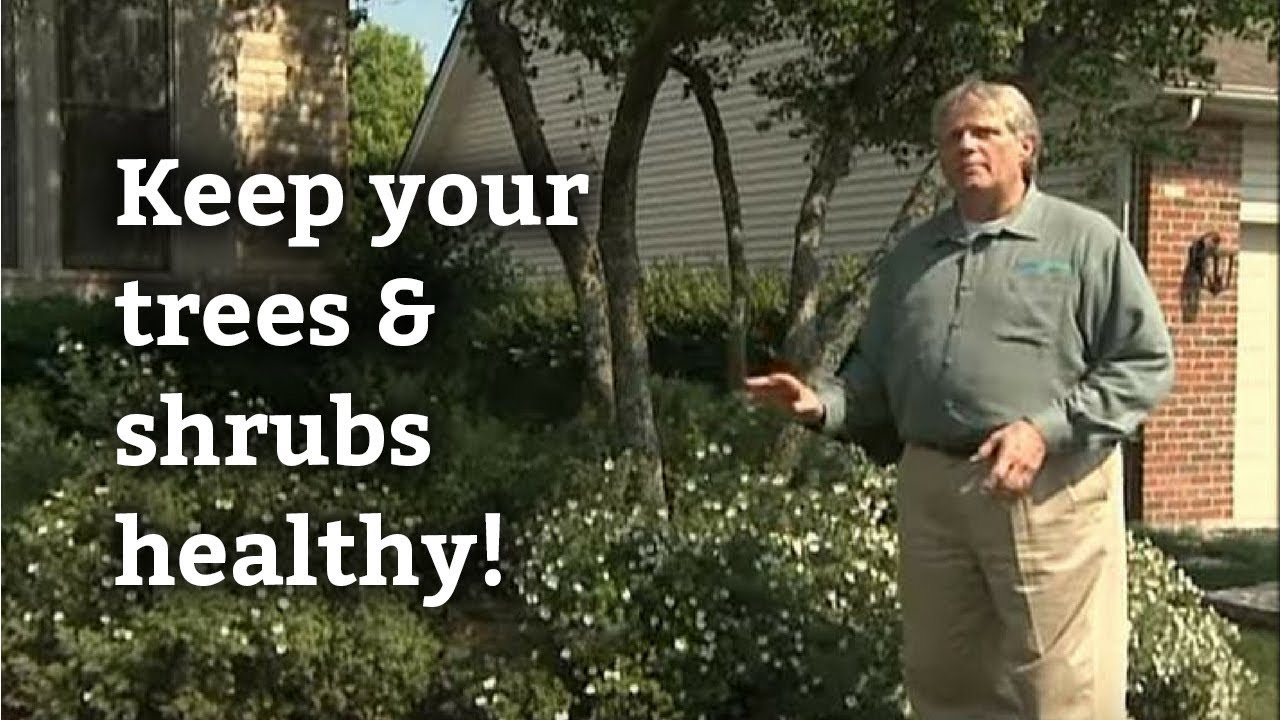 How To Care For Trees Shrubs Fertilization Landscape Disease How To Care For Trees Shrubs Fertilization Landscape Disease Control