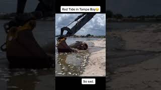 Ikan gabus terbesar di dunia mati kena limbah #Shorts #YoutubeShorts